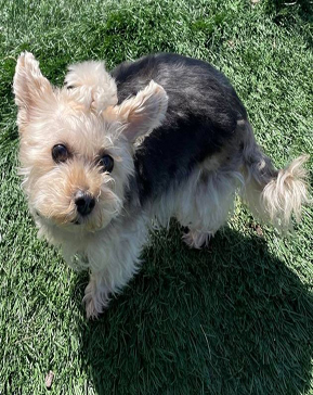 Lily Yorkie