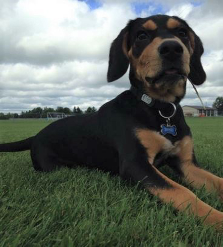 Beau_Resized