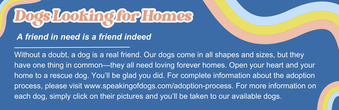Dogs looking for homes