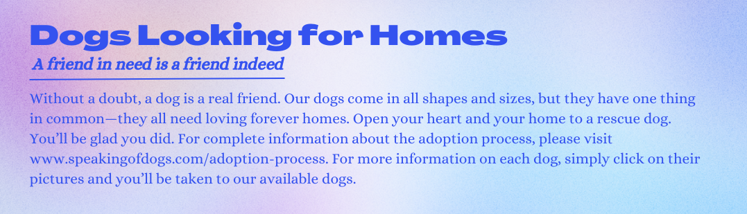 Dogs looking for homes 2