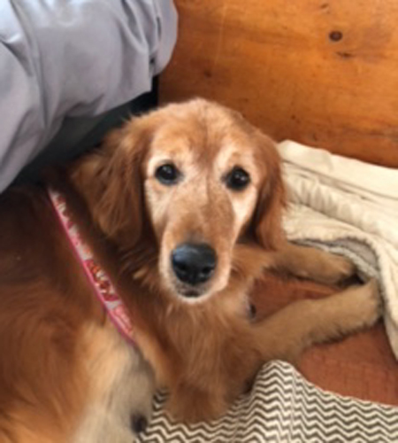 Holly_resized