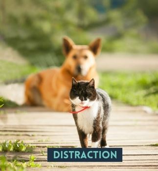 Distraction