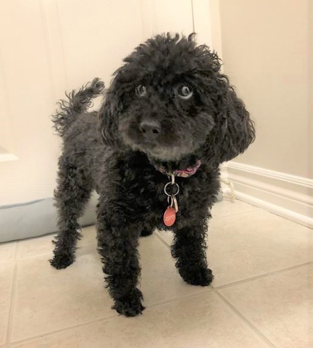 Poppy