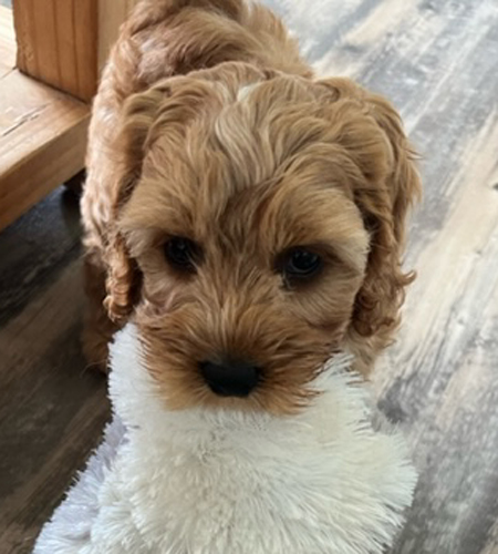 Ruby