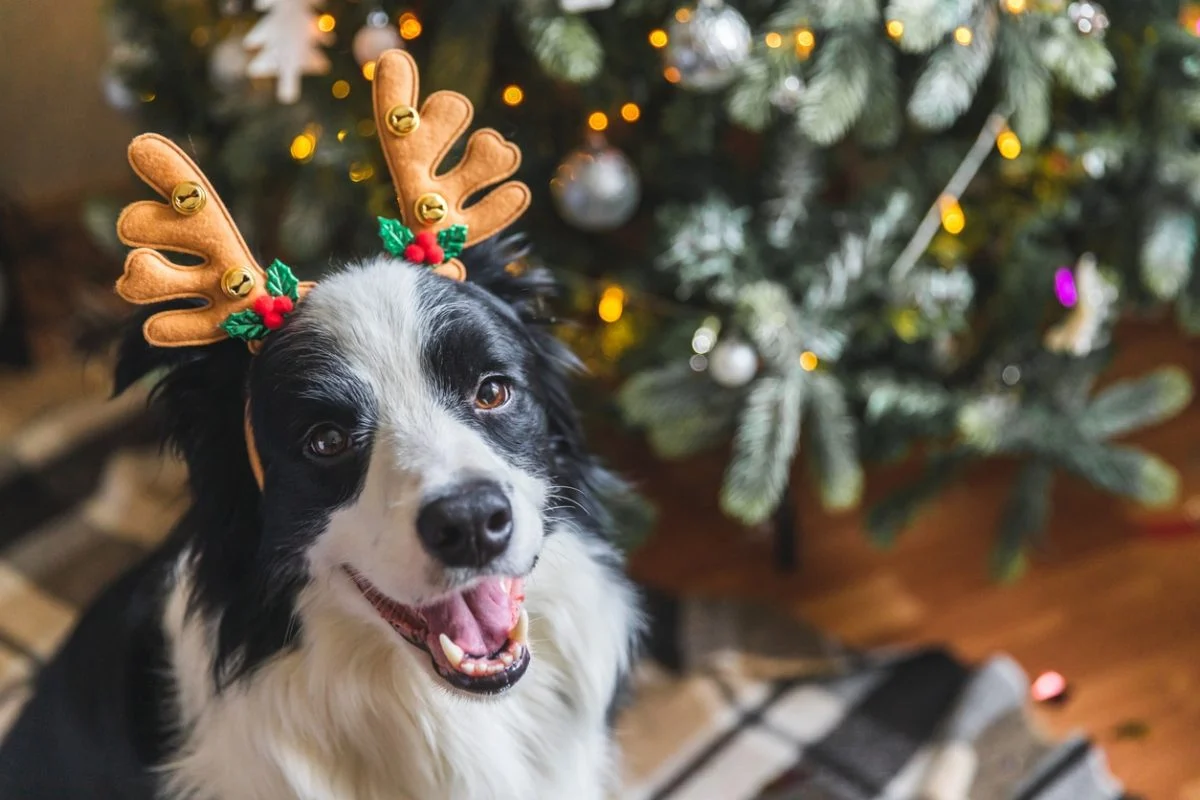 iStock-1338422322-e1668804025574