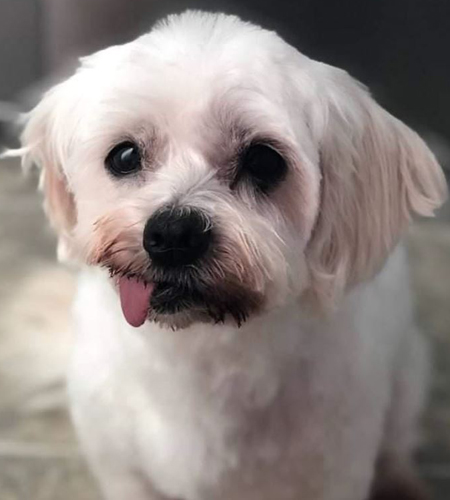 Frankie (Chico)_InMemory