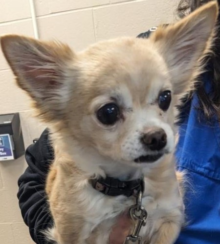 Papaya_Adopted