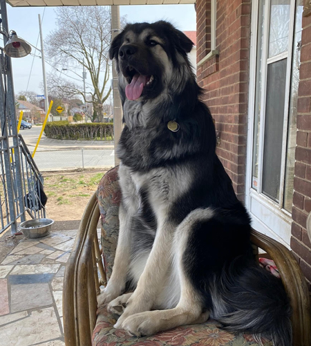 Sticker_AdoptionUpdate