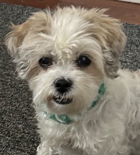 Bella_Adopted