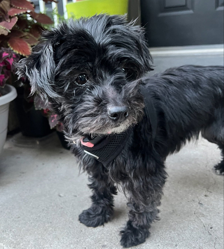 Nancy_Adopted