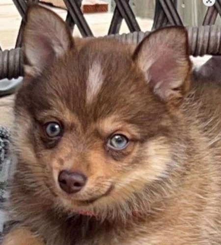 Stella_Adopted