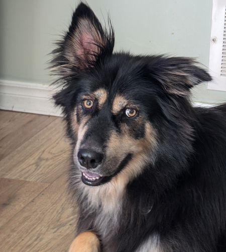 Sky_Adopted