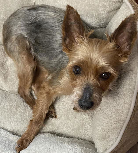 Stella(Yorkie)_Adopted