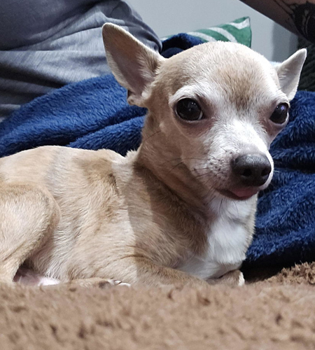 Brady_Adopted