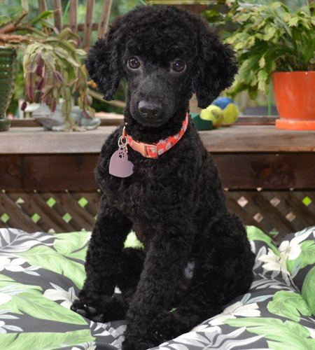 Juniper2_Adopted