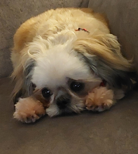 Lulu2_Adopted