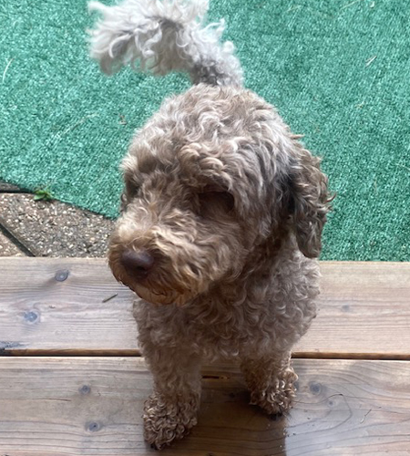 Simba2_Adopted