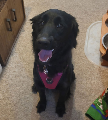 Rhea_Adopted