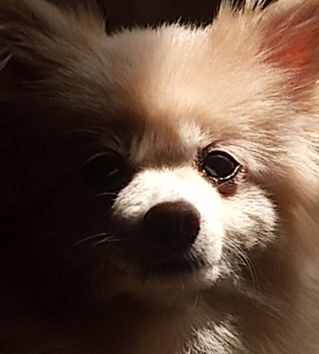 Freda_Adopted