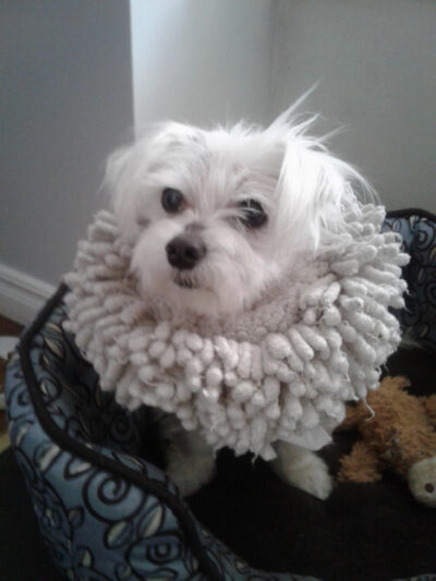 TobyFIF
