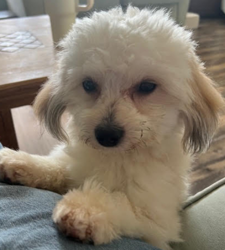 Brody_Adopted