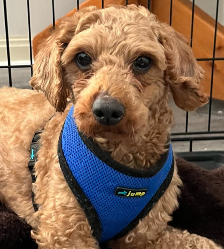 Lennox_Adopted