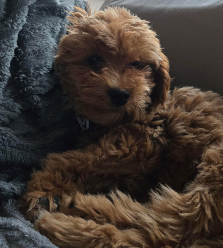 Marley_Adopted