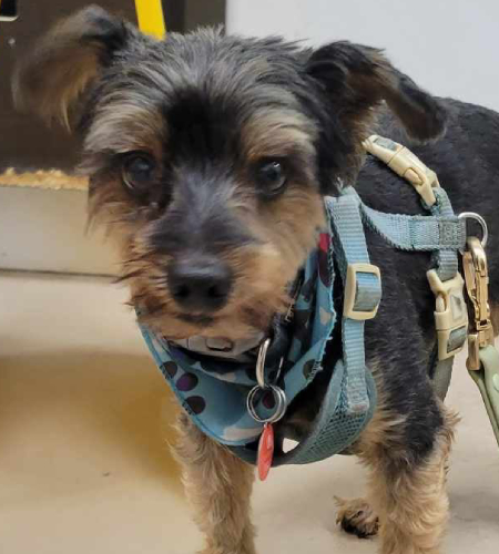 Charlie_adopted