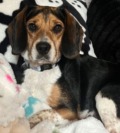 Sadie the great pyrenees mix