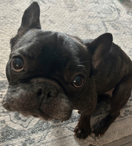 Dorito the french bulldog