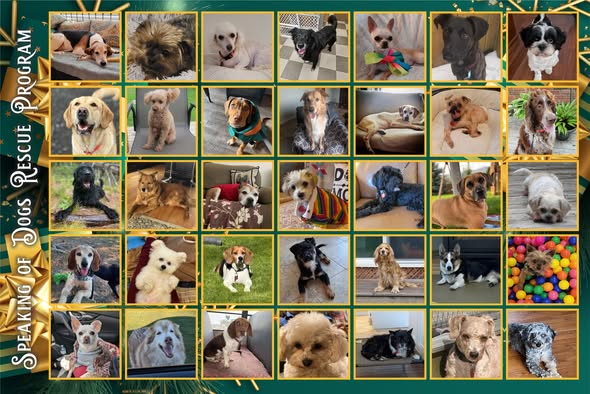 collage of dogs who were adopted in 2025