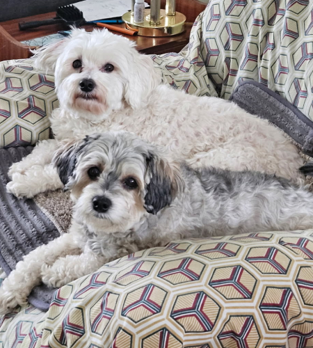 Jack and Jill, poodle mixes