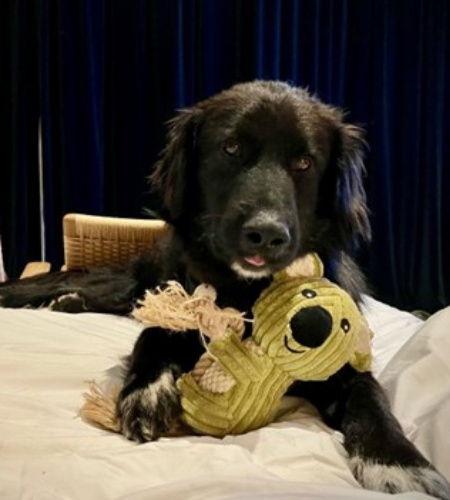 Karti Karti, a big black dog, with chew toy