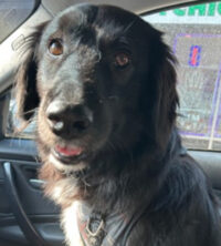 Karti, a big black dog