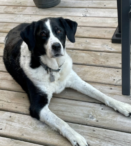 Kia the labrador/pointer mix