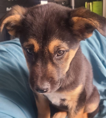 Laika the german shepherd mix