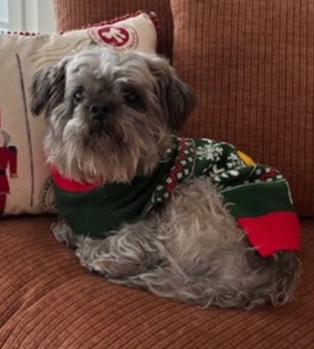 Mac_Adopted Mac the brussels griffon mix