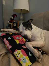 Mollie laying on the couch and snuggled with pillow