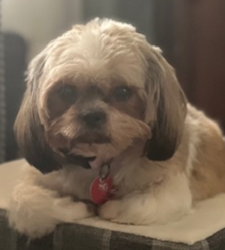 Olive the shihtzu