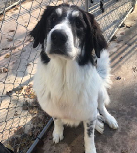 Sadie the great pyrenees mix