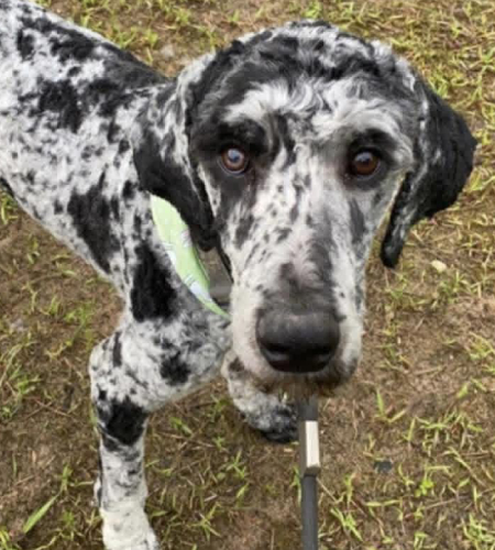 Willie the standard poodle mix