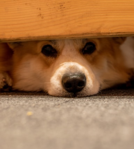dog hiding under table