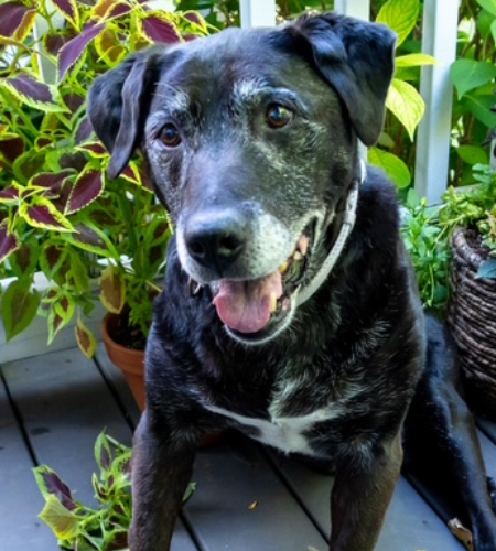 Belle_InMemory Belle In Memory