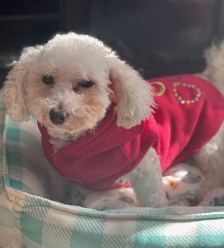 Bonnie_2026 Bonnie, the Bichon Frise/poodle mix