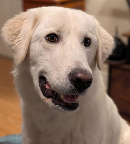 Emma_2026 Sadie the great pyrenees mix