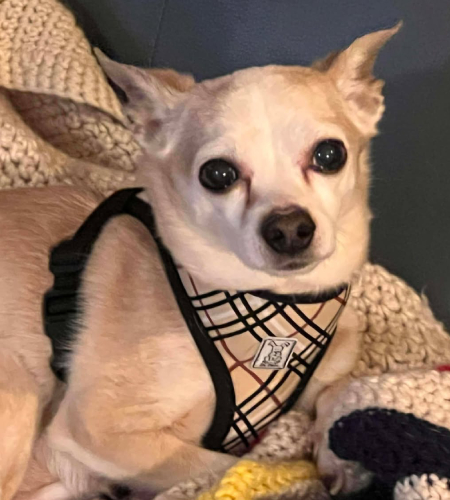 Jimmy_Adopted Jimmy, a small dog