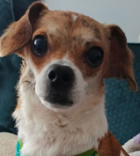 Kyle_Adopted Kyle, a small dog