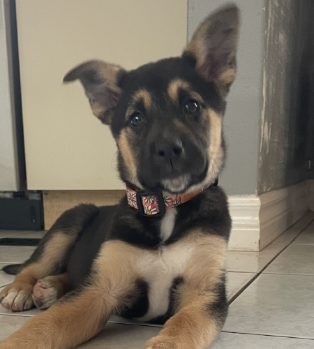 Laika_adopted Laika, a German Shepherd puppy