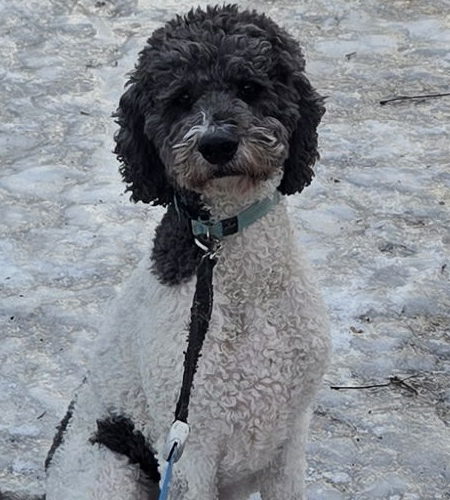 Levi_2026 Levi the standard poodle mix