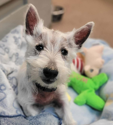 MacTavish_2026 MacTavish the westie